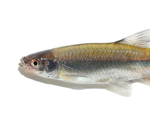 Redfin Shiner