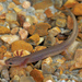 Jollyville Plateau Salamander - Photo (c) Jake Scott, all rights reserved, uploaded by Jake Scott