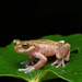 American Cinchona Plantation Tree Frog - Photo (c) Jake Scott, all rights reserved, uploaded by Jake Scott