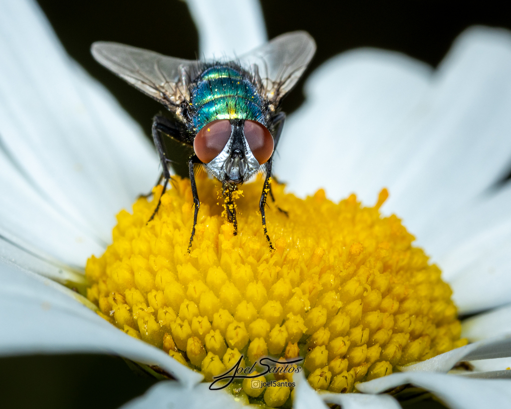 Common European Greenbottle Fly from Norfolk, UK on June 13, 2024 at 09 ...