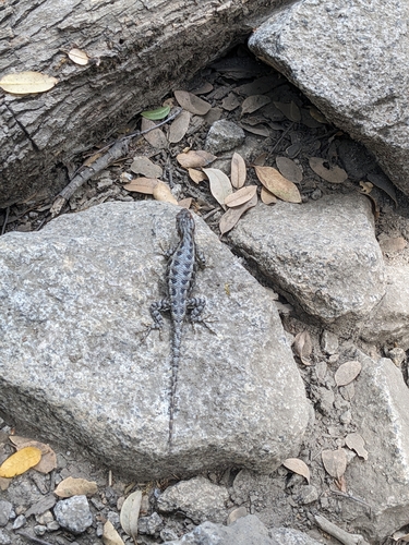 iNaturalist observation photo of Western Fence Lizard