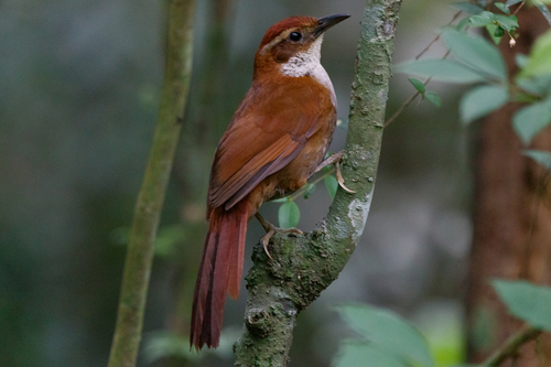 Canebrake Groundcreeper