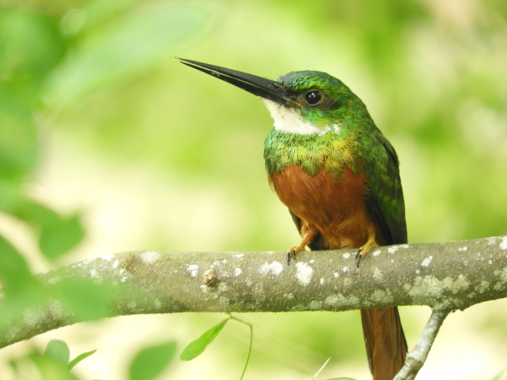 Rufous-tailed Jacamar (Galbula ruficauda) photo