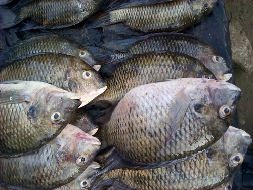 Tilapia camerunensis