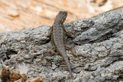 Common Sagebrush Lizard