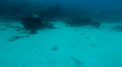 Goliath Grouper