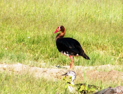 Spur-winged Goose