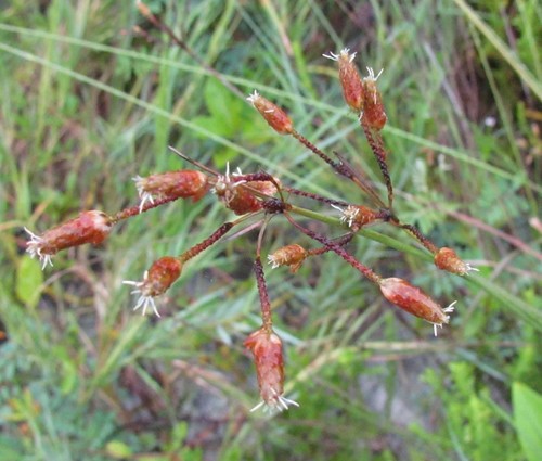 Fimbristylis spadicea (L.) Vahl