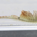 Knobbedlip Fairy Shrimp - Photo (c) Owen Ridgen, all rights reserved, uploaded by Owen Ridgen