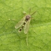 Labrundinia pilosella - Photo (c) Cindy MC wildlydistracted, כל הזכויות שמורות, הועלה על ידי Cindy MC wildlydistracted