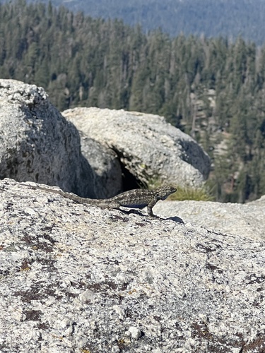 iNaturalist observation photo of Western Fence Lizard