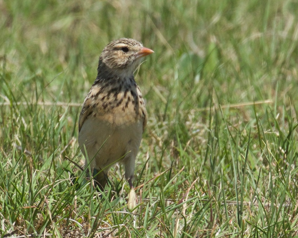 Botha's Lark (Spizocorys fringillaris) photo