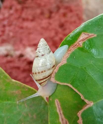 Banded Cone