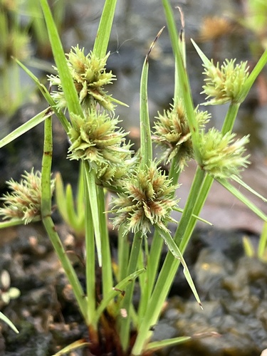 Cyperus squarrosus