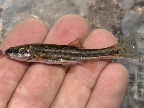 Warner Speckled Dace (Subspecies Rhinichthys klamathensis goyatoka