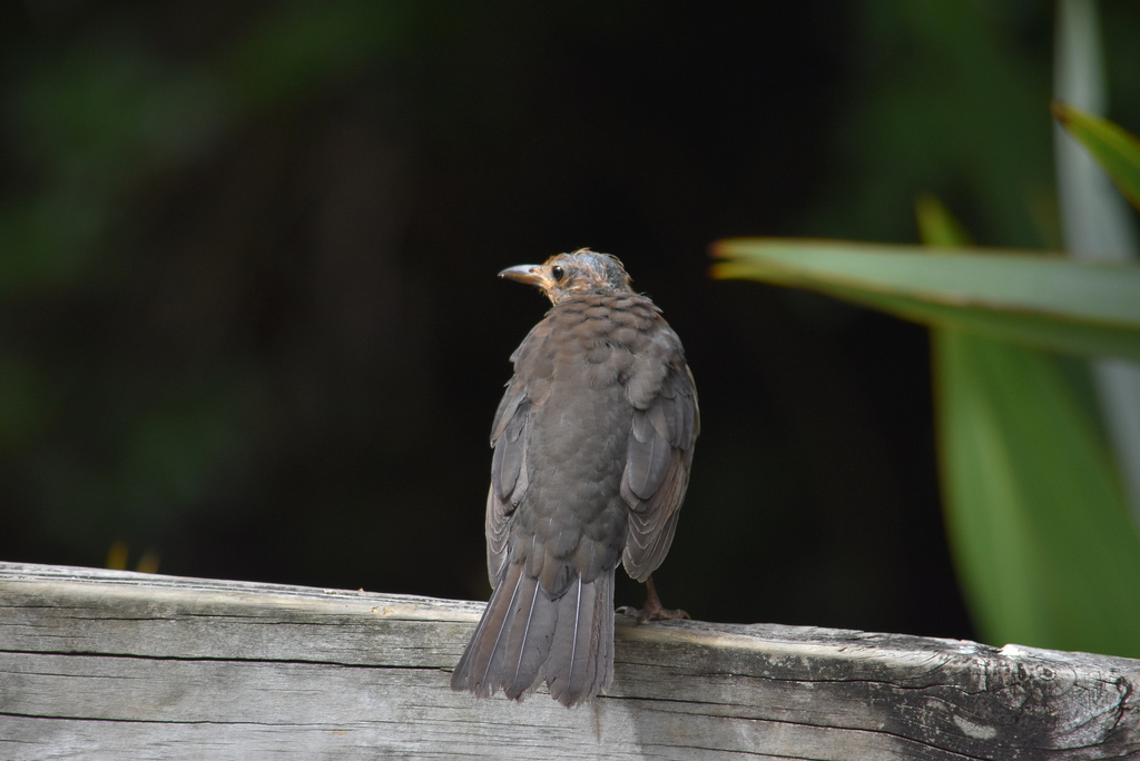 Eurasian Blackbird from Western Springs, Auckland 1022, New Zealand on ...