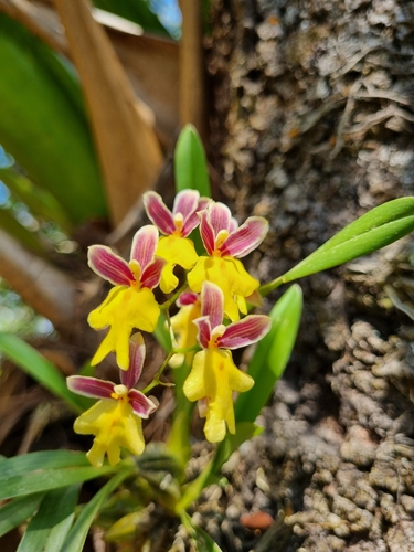 Ghiesbreghtianum Oncidium