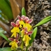 Oncidium ghiesbreghtianum - Photo (c) Josué Jiménez Juárez, all rights reserved, uploaded by Josué Jiménez Juárez