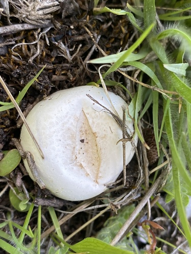 iNaturalist observation photo of Lead-grey Puffball