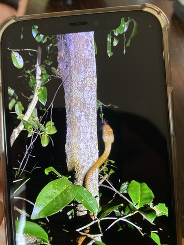 Brown Tree Snake sighting