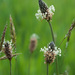 Ribwort Plantain - Photo (c) Tig, all rights reserved, uploaded by Tig