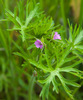 Cut-leaved Crane's-Bill - Photo (c) Tig, all rights reserved, uploaded by Tig