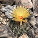 Coryphantha - Photo (c) marhou9, all rights reserved, uploaded by marhou9