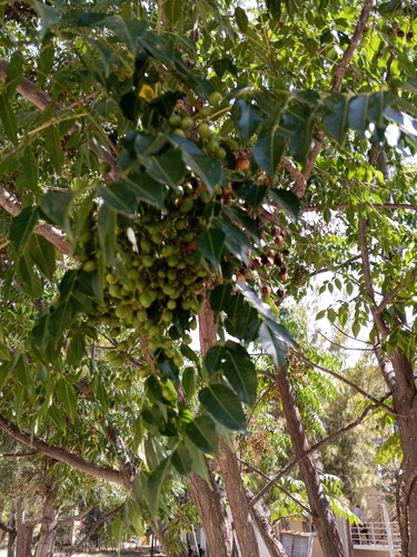 Neem