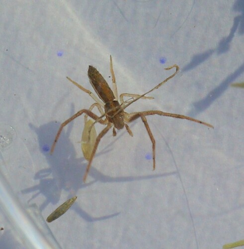 Tmarus australis