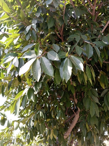 Common Wild Fig