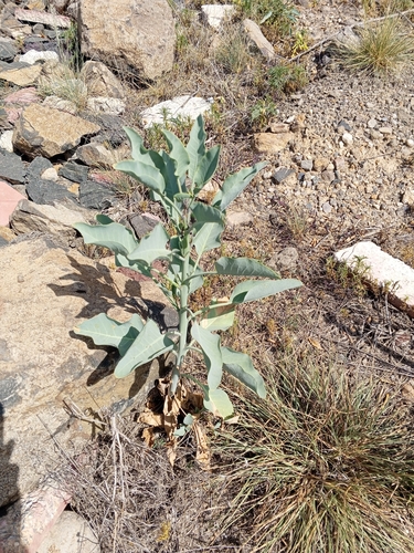 tree tobacco