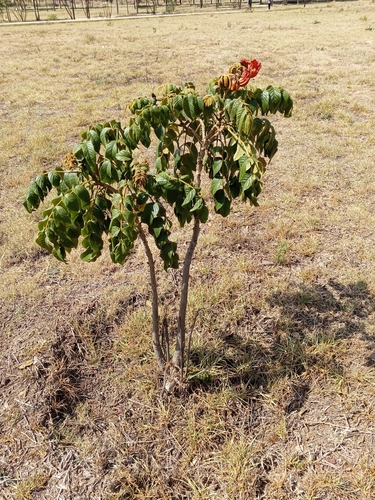 Spathodea campanulata nilotica