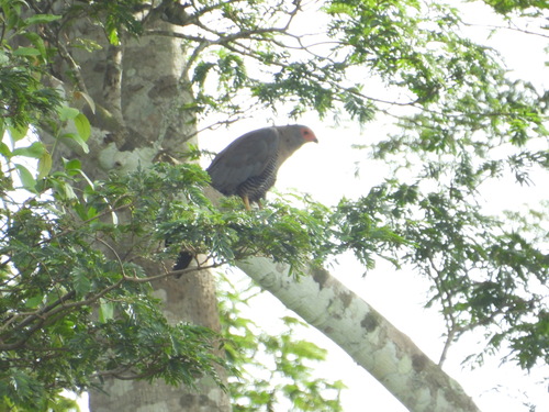 African Harrier-Hawk