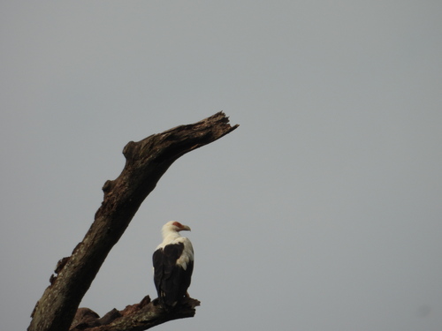 Palm-nut Vulture