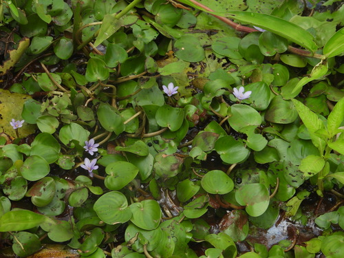 Pontederia natans