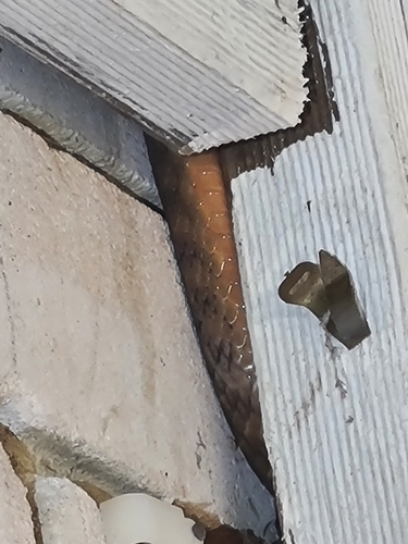 Brown Tree Snake sighting