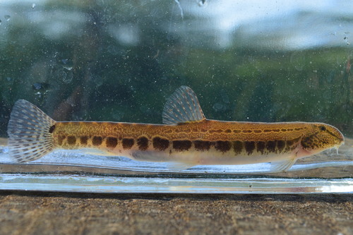 Spined Loach