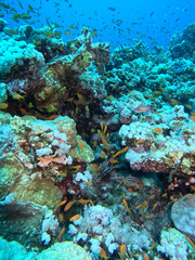 Anthias
