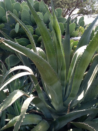 American century plant