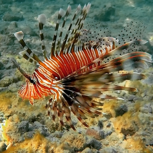 Indian Lionfish — seen at this dive site