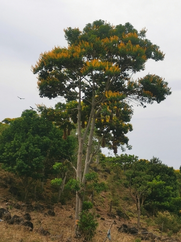 Vochysia guatemalensis - Whole tree