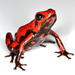 Cassidy's Poison Dart Frog - Photo (c) lumaz, all rights reserved, uploaded by lumaz