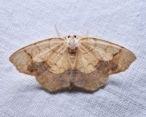 Horned Spanworm Moth