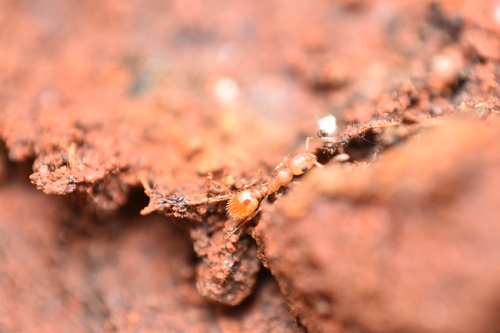 Temnothorax nordmeyeriTemnothorax nordmeyeri