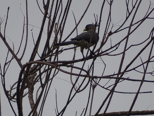 Western Plantain-eater