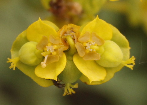 Euphorbia glareosa