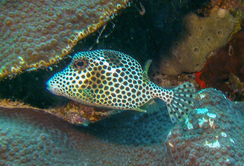 Spotted Trunkfish (Lactophrys bicaudalis) · iNaturalist