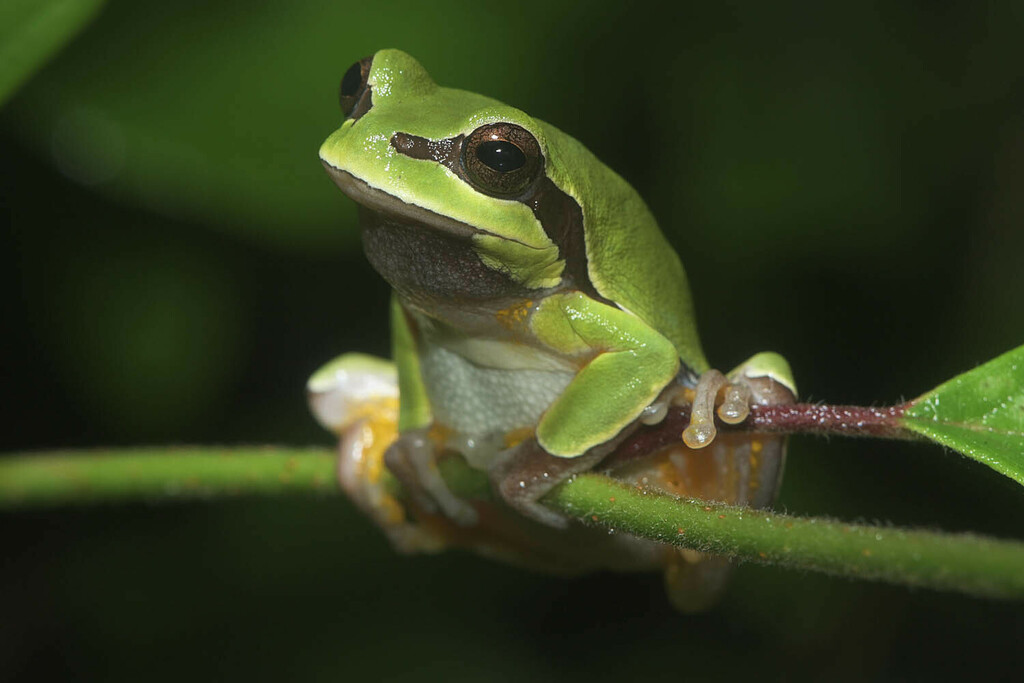 Pine Barrens Treefrog in June 2024 by Troy Hibbitts. Several here (5-6 ...