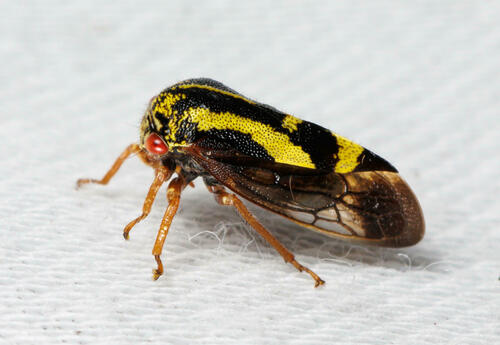 Ophiderma flava Goding