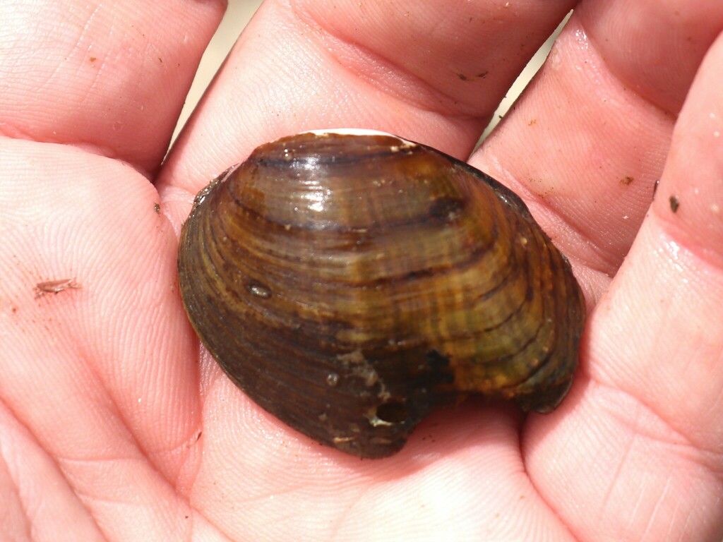 Northern Riffleshell in June 2024 by brandonh1 · iNaturalist